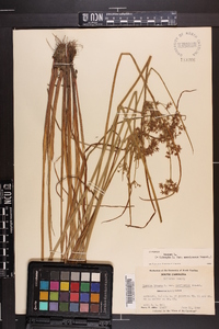 Cyperus haspan var. americanus image
