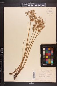 Cyperus haspan var. americanus image
