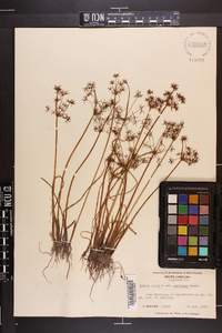 Cyperus haspan image