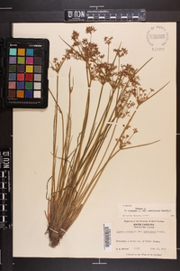 Cyperus haspan image