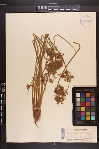 Cyperus haspan image