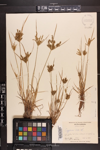 Cyperus iria image