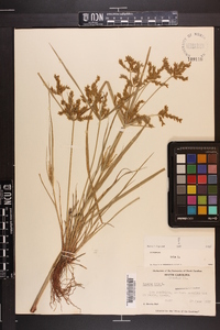 Cyperus iria image