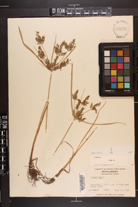 Cyperus iria image