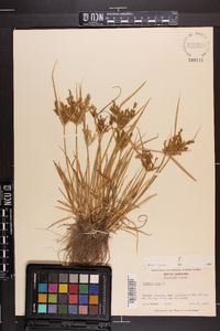 Cyperus iria image