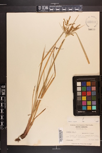 Cyperus iria image