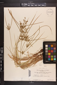 Cyperus iria image