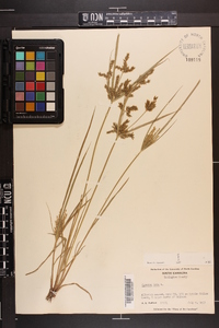 Cyperus iria image