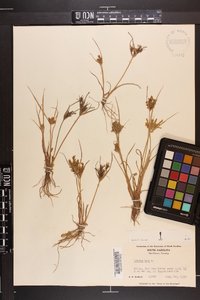 Cyperus iria image