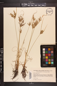 Cyperus iria image