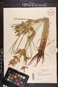 Cyperus iria image