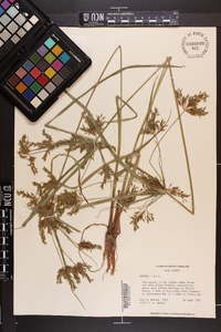 Cyperus iria image