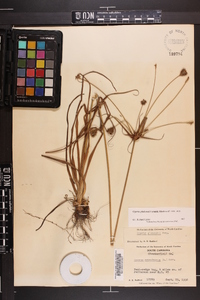 Cyperus plukenetii image