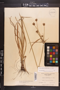 Cyperus plukenetii image