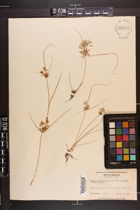 Cyperus polystachyos image