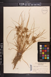 Cyperus polystachyos image