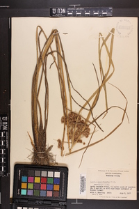 Cyperus pseudovegetus image