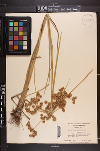 Cyperus pseudovegetus image