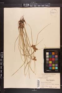 Cyperus pseudovegetus image