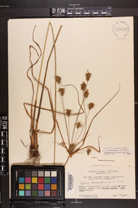 Cyperus retrofractus image