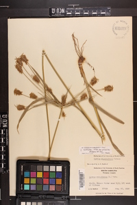 Cyperus retrofractus image