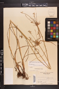 Cyperus lancastriensis image