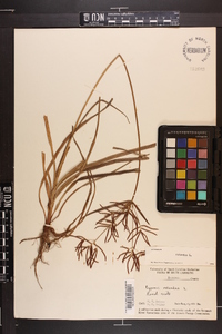 Cyperus rotundus image