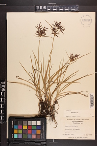 Cyperus rotundus image