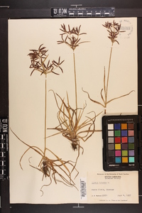 Cyperus rotundus image