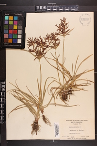 Cyperus rotundus image