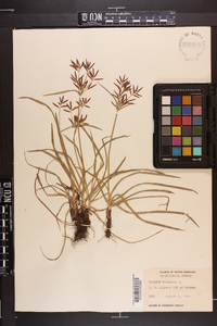 Cyperus rotundus image