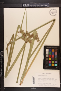 Cyperus virens image