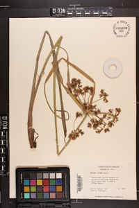 Cyperus virens image