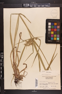 Cyperus virens image