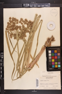 Cyperus virens image