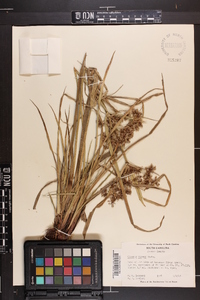 Cyperus virens image