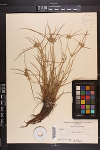 Cyperus compressus image