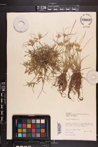 Cyperus compressus image