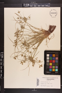 Cyperus compressus image