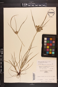 Cyperus croceus image