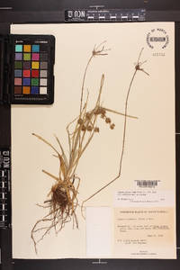 Cyperus croceus image