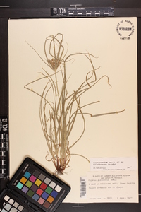 Cyperus croceus image