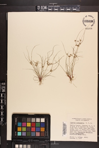 Cyperus cuspidatus image