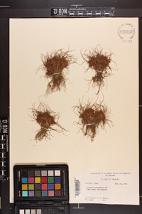 Cyperus cuspidatus image