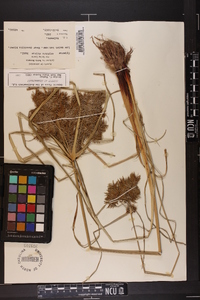 Cyperus erythrorhizos image