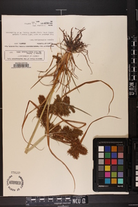 Cyperus erythrorhizos image