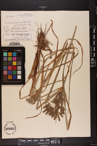 Cyperus erythrorhizos image