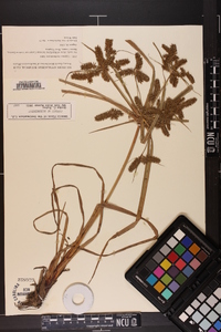 Cyperus erythrorhizos image