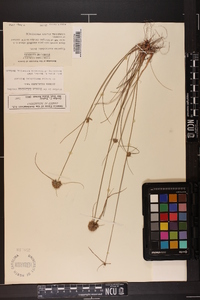 Cyperus filiculmis image