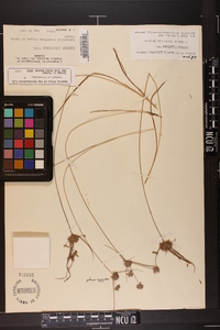 Cyperus filiculmis image